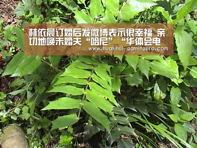 林依晨订婚后发微博表示很幸福 亲切地唤未婚夫“哈尼”“华体会电竞”(图1) 华体会电竞